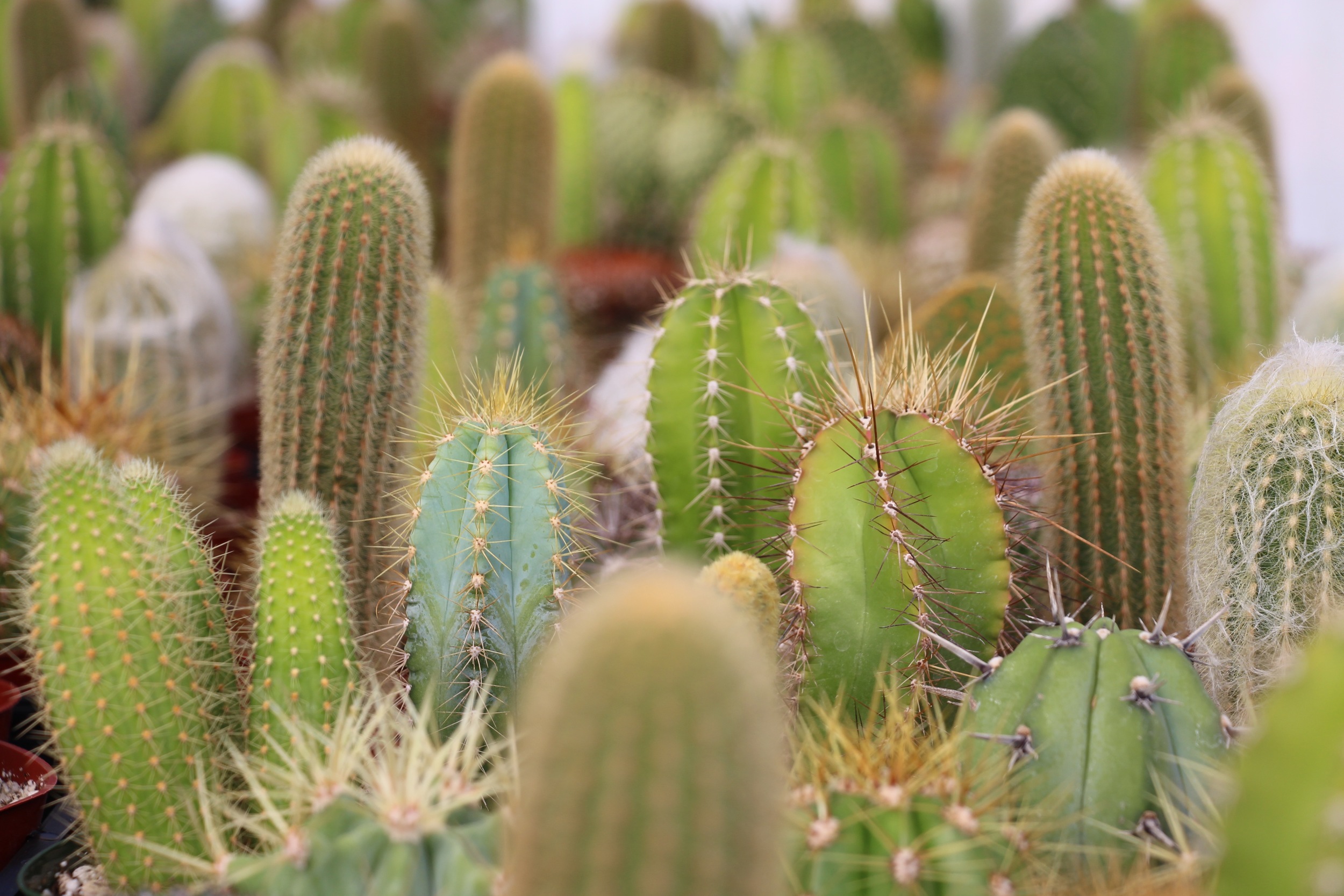Rancho Vista Nursery in Vista, California. Quality cactus and succulents sold wholesale to the trade and public.